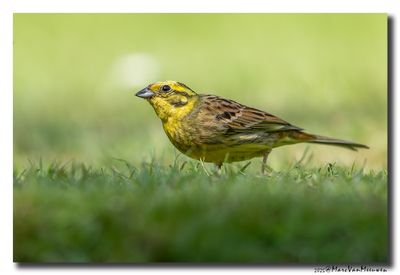 Geelgors - Yellowhammer