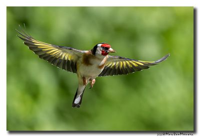 Putter - Goldfinch