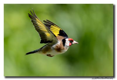 Putter - Goldfinch