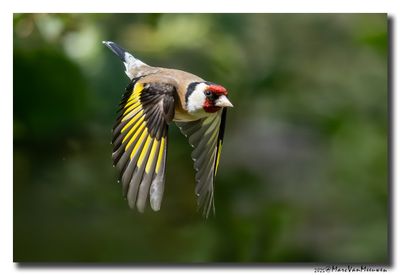 Putter - Goldfinch