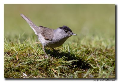 Zwartkop - Blackcap