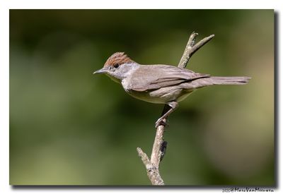 Zwartkop - Blackcap