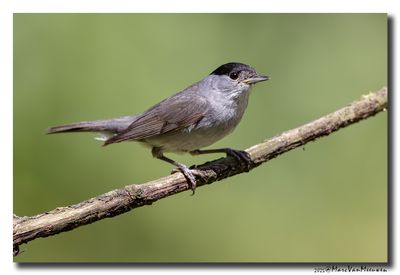 Zwartkop - Blackcap