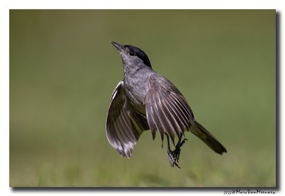 Zwartkop - Blackcap