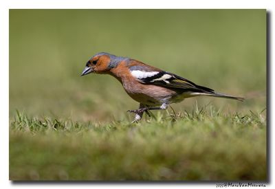 Vink - Chaffinch