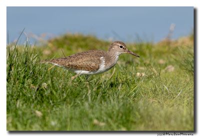 Oeverloper - Sandpiper