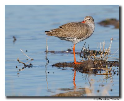 Tureluur - Redshank