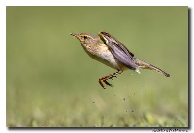 Tjiftjaf - Common Chiffchaff