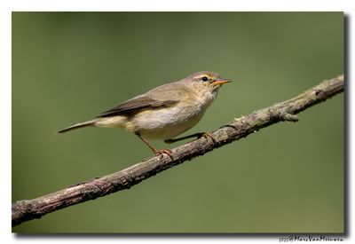 Tjiftjaf - Common Chiffchaff