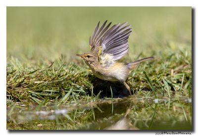 Tjiftjaf - Common Chiffchaff