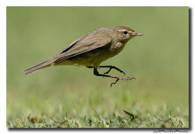 Tjiftjaf - Common Chiffchaff