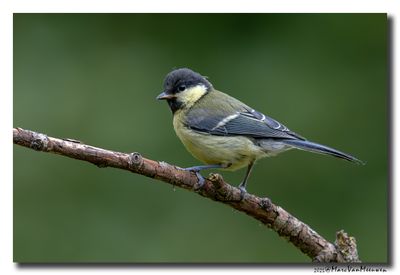 Koolmees - Great Tit