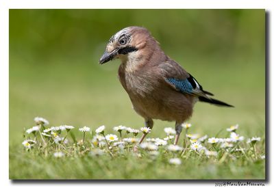 Gaai - Jay