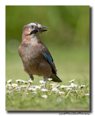 Gaai - Jay