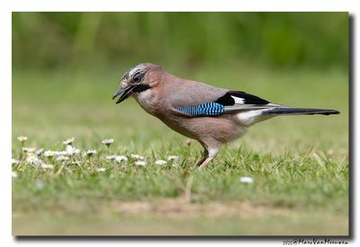 Gaai - Jay