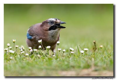 Gaai - Jay