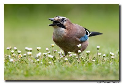 Gaai - Jay