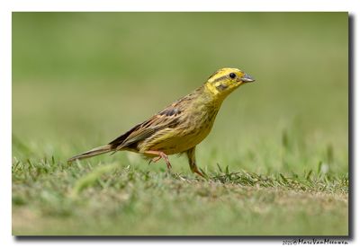 Geelgors - Yellowhammer