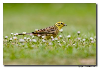 Geelgors - Yellowhammer