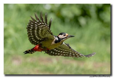 Grote Bonte Specht - Great Spotted Woodpecker