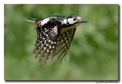 Grote Bonte Specht - Great Spotted Woodpecker