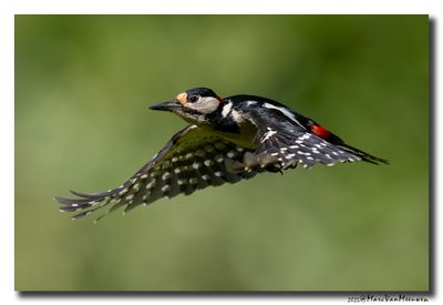 Grote Bonte Specht - Great Spotted Woodpecker