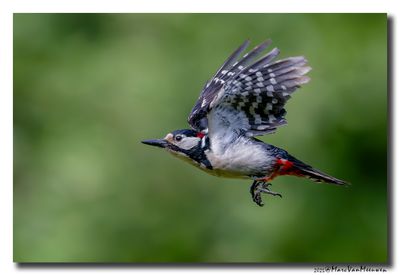 Grote Bonte Specht - Great Spotted Woodpecker