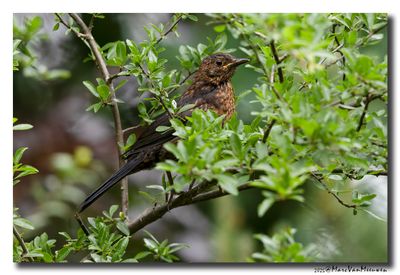 Merel - Blackbird