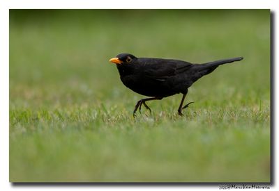 Merel - Blackbird