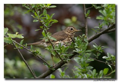 Zanglijster - Song Thrush