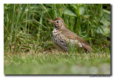 Zanglijster - Song Thrush