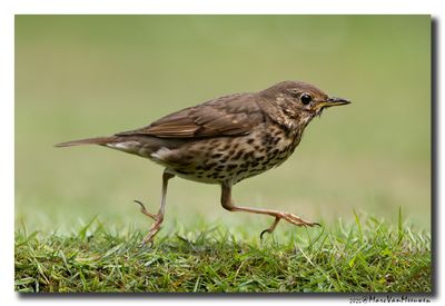 Zanglijster - Song Thrush