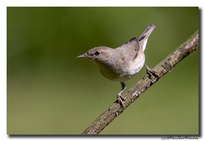 Tuinfluiter - Garden Warbler 