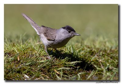 Zwartkop - Blackcap