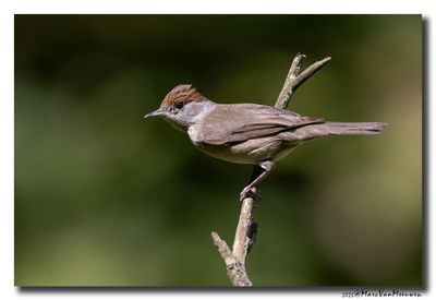 Zwartkop - Blackcap
