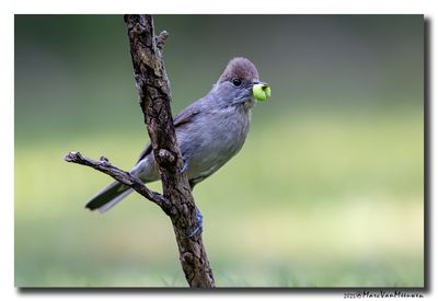 Zwartkop - Blackcap
