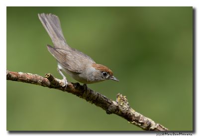 Zwartkop - Blackcap
