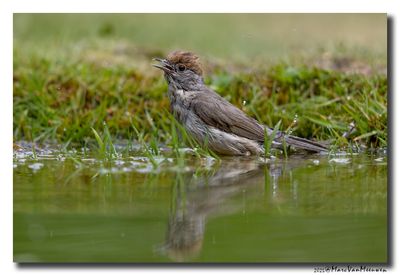 Zwartkop - Blackcap