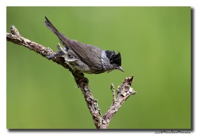 Zwartkop - Blackcap