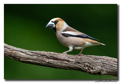 Appelvink - Hawfinch