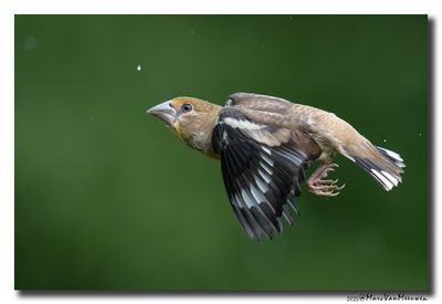 Appelvink - Hawfinch
