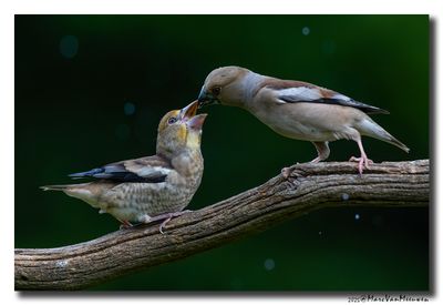 Appelvink - Hawfinch