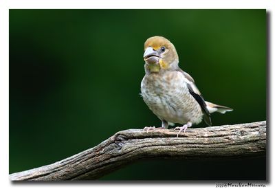 Appelvink - Hawfinch