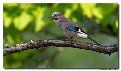 Gaai - Jay