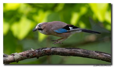 Gaai - Jay