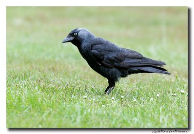 Kauw - Western Jackdaw