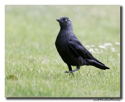 Kauw - Western Jackdaw