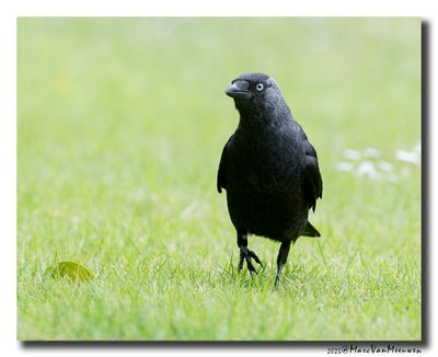 Kauw - Western Jackdaw