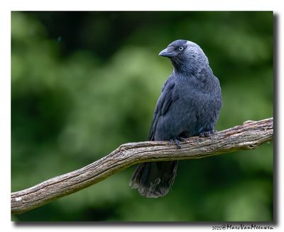 Kauw - Western Jackdaw