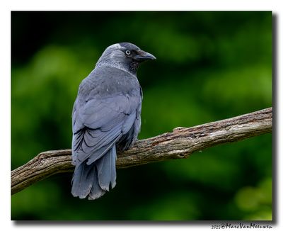 Kauw - Western Jackdaw